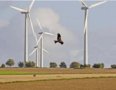 Greifvögel und Windkraftanlagen